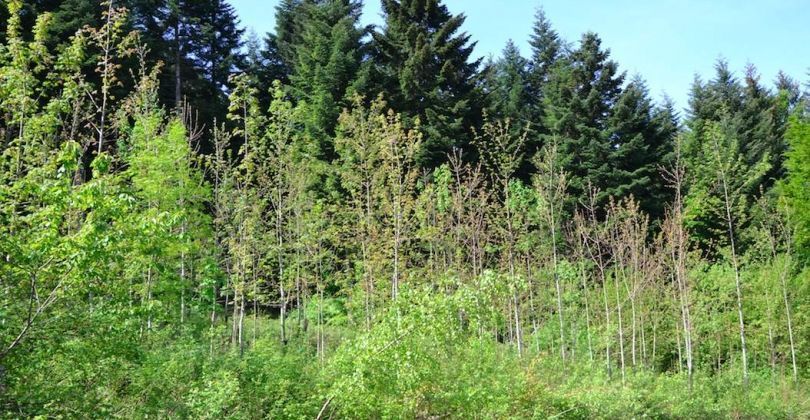 Plantation après la coupe